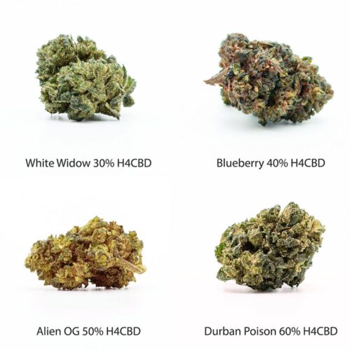 H4CBD Flowers mintakészlet - White Widow 30% H4CBD