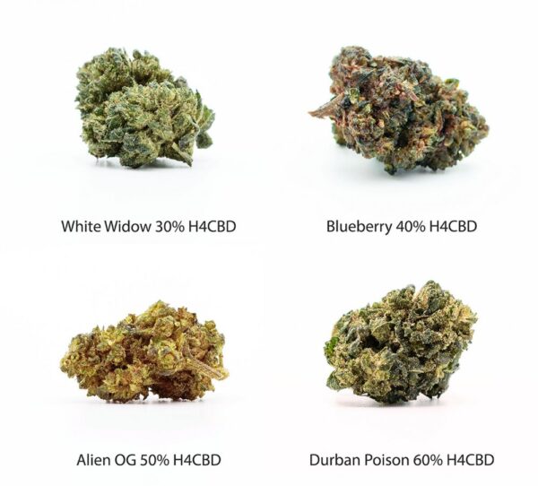 H4CBD Flowers mintakészlet - White Widow 30% H4CBD