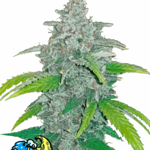 Fast Buds Cannabis Seeds Blue Dream Auto 100 db