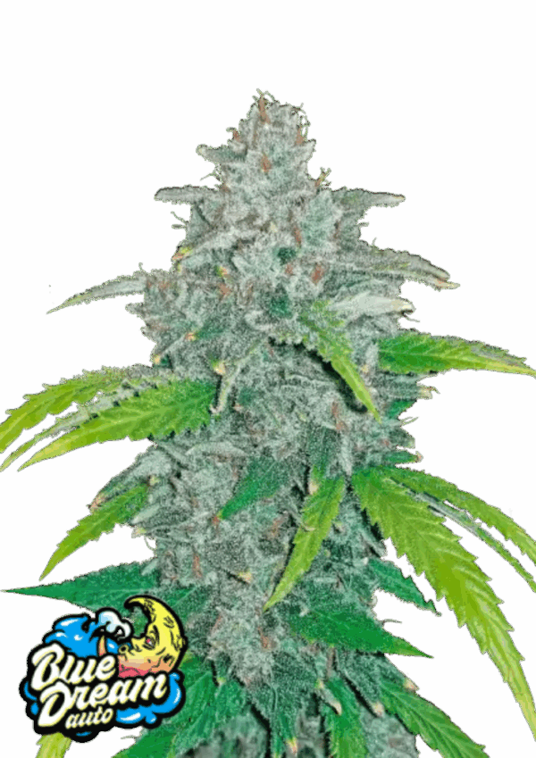Fast Buds Cannabis Seeds Blue Dream Auto 100 db