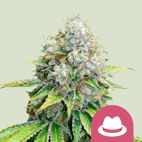 Royal Queen Seeds Cannabis Seeds O.G. Kush Feminized 25 db