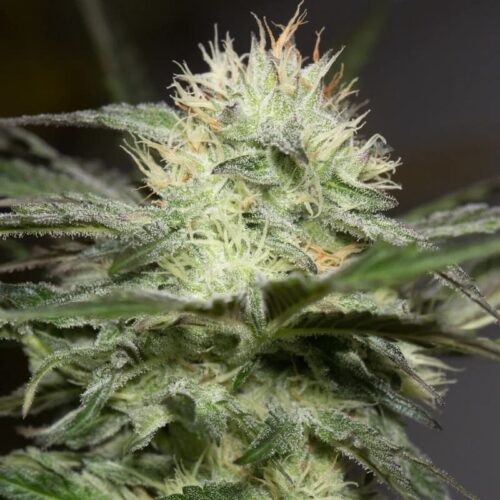 Silent Seeds Egzotikus Cannabis Seeds Lemon Sorbet Nőiesített 10 db