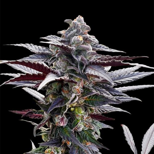 Silent Seeds Cannabis Seeds Pink Sunset Írta: Sherbinskis Feminized 10 db