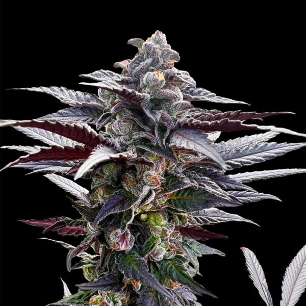 Silent Seeds Cannabis Seeds Pink Sunset Írta: Sherbinskis Feminized 10 db
