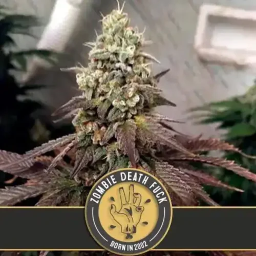 Blimburn Seeds Cannabis Seeds Zombie Death Fuck Nőiesített 3 pár