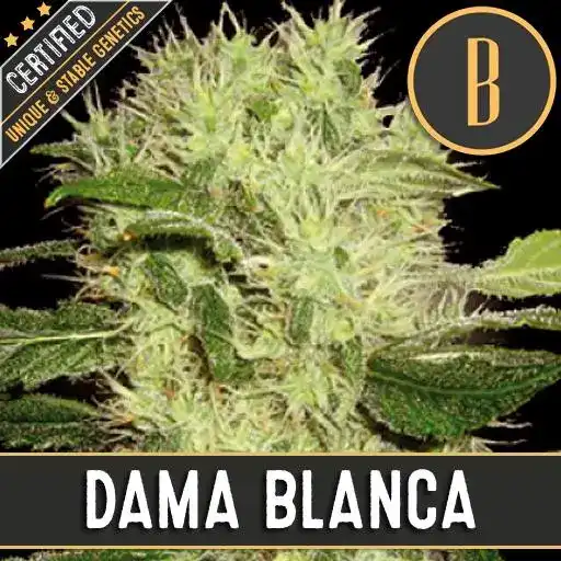 Blimburn Seeds Cannabis Seeds Dama Blanca Nőiesített 3 pár