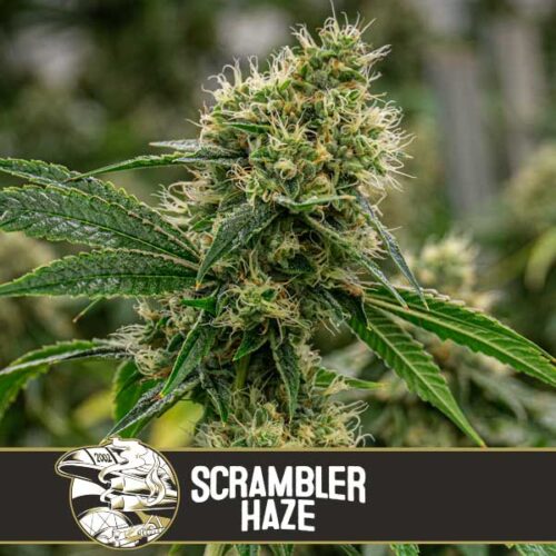 Blimburn Seeds Cannabis Seeds Scrambler Haze Feminized 3 pár