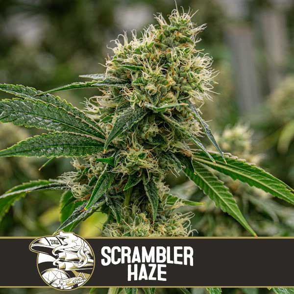 Blimburn Seeds Cannabis Seeds Scrambler Haze Feminized 3 pár
