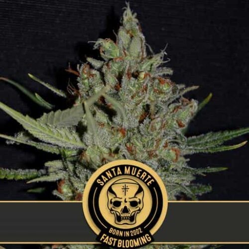 Blimburn Seeds Cannabis Seeds Santa Muerte Fast Blooming Feminized 3 pár