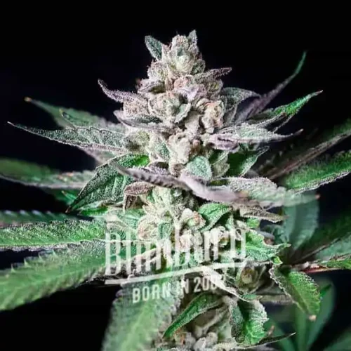 Blimburn Seeds Cannabis Seeds Alien Rock Candy Nőiesített 100 db