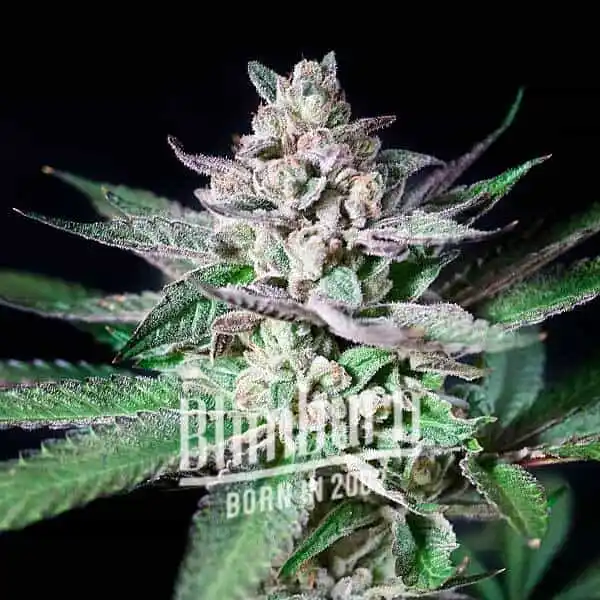 Blimburn Seeds Cannabis Seeds Alien Rock Candy Nőiesített 100 db
