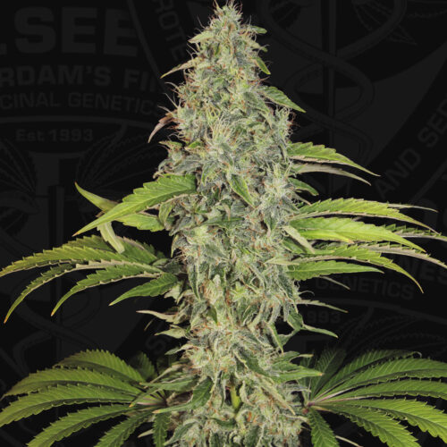 T.H.Seeds™ Cannabis Seeds SAGE™ CBD