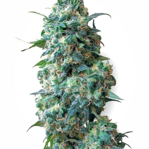 Sensi Seeds Cannabis Seeds Afghan Kush Regular