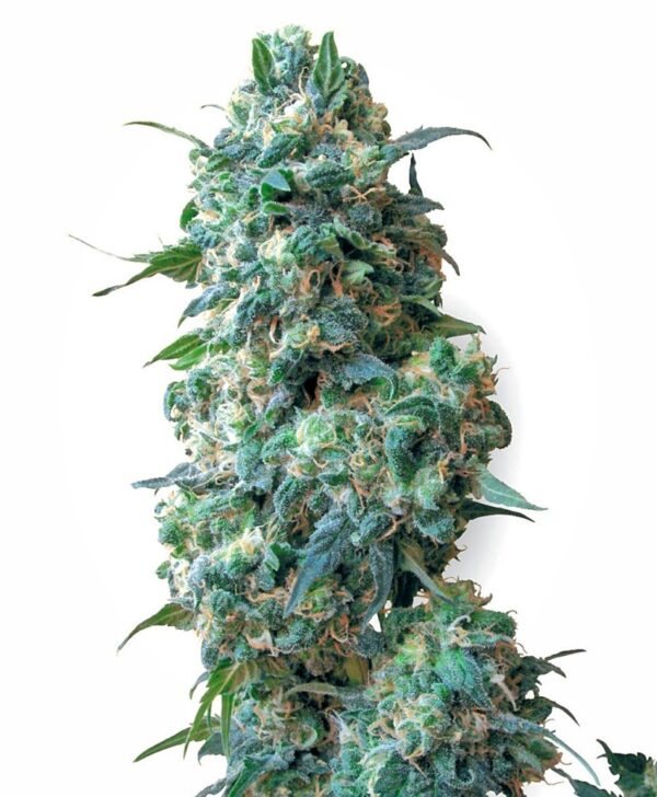Sensi Seeds Cannabis Seeds Afghan Kush Regular