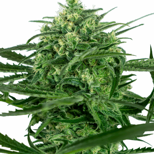 Sensi Seeds Cannabis Seeds Sensi Amnesia® Feminized