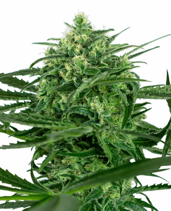 Sensi Seeds Cannabis Seeds Sensi Amnesia® Feminized