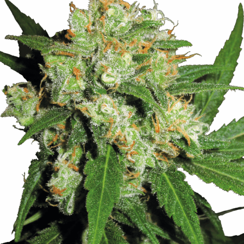 Sensi Seeds Cannabis Seeds Sensi Skunk® Feminized