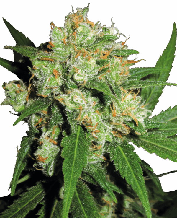 Sensi Seeds Cannabis Seeds Sensi Skunk® Feminized