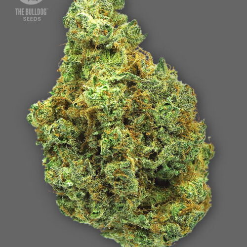 The Bulldog Seeds TB Női esküvői torta