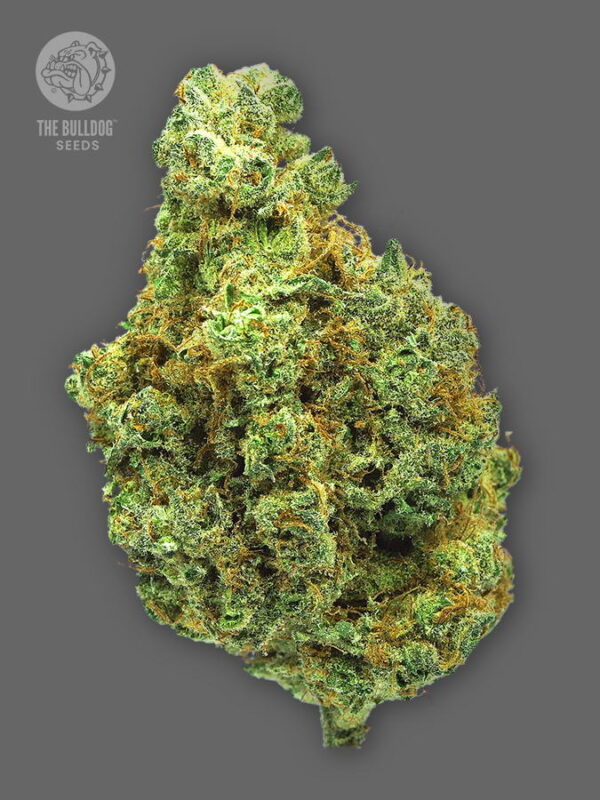 The Bulldog Seeds TB Női esküvői torta