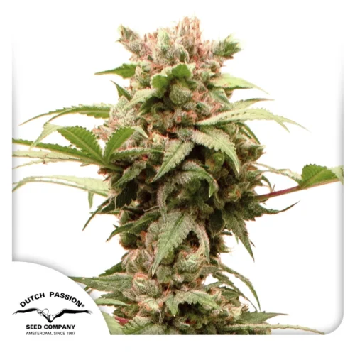 Dutch Passion Cannabis Seeds Auto CBG-Force® Autoflowering 100 db