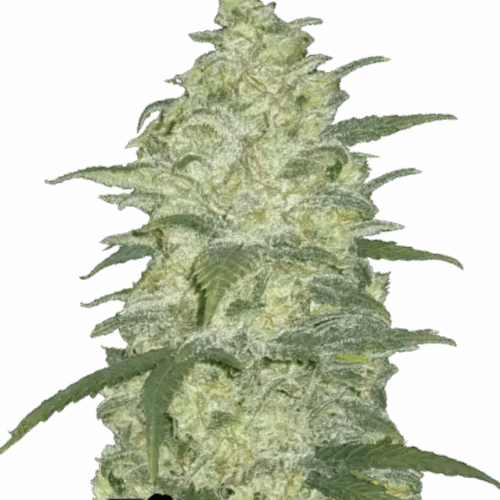 Fast Buds Cannabis Seeds White Widow Auto 100 db