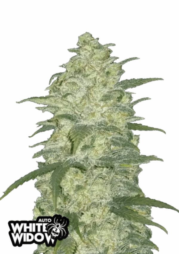 Fast Buds Cannabis Seeds White Widow Auto 100 db