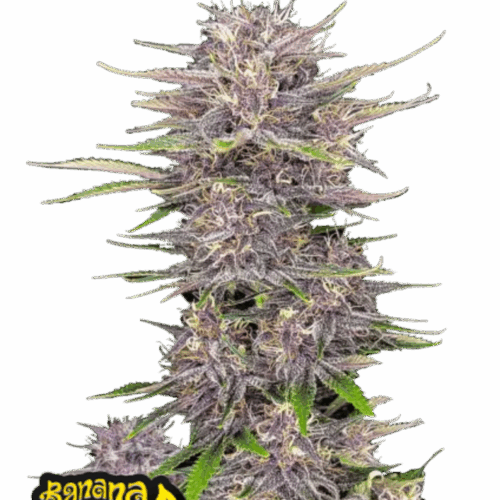 Fast Buds Cannabis Seeds Banana Purple Punch Auto 100 db