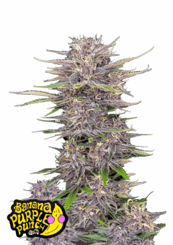 Fast Buds Cannabis Seeds Banana Purple Punch Auto 100 db