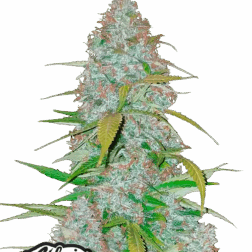 Fast Buds Cannabis Seeds Californian Snow Auto 100 db