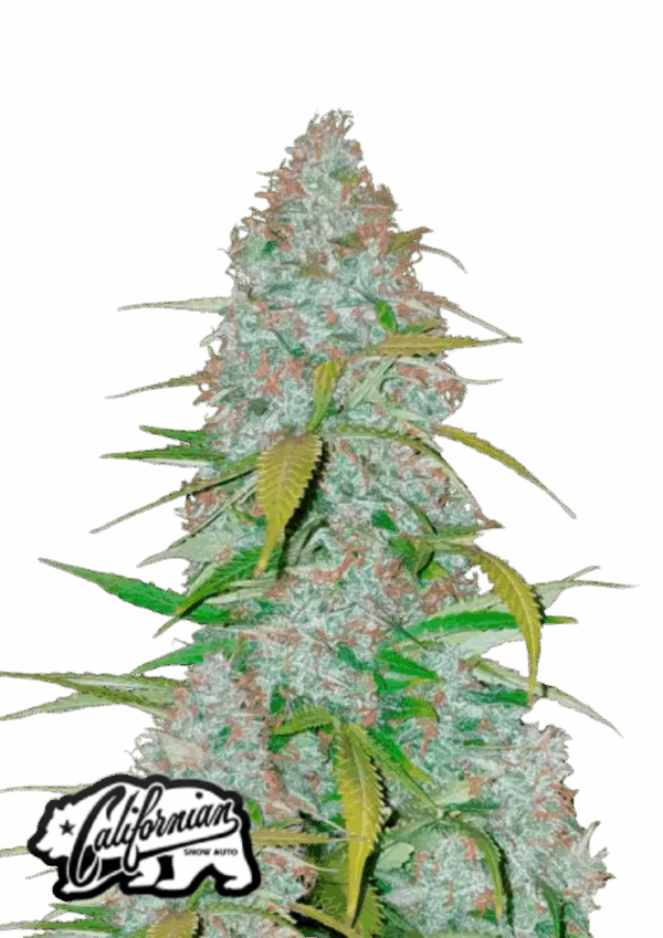 Fast Buds Cannabis Seeds Californian Snow Auto 100 db