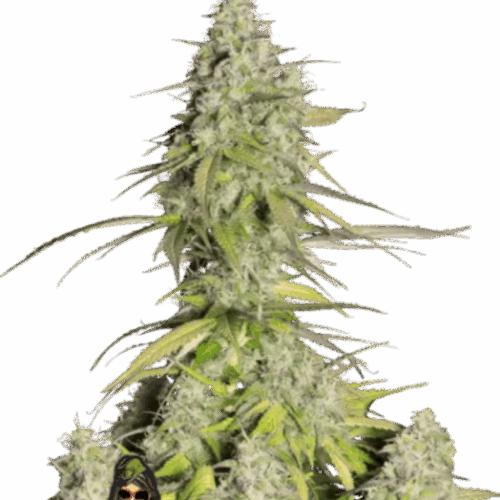 Fast Buds Cannabis Seeds Girl Scout Cookies Auto 100 db