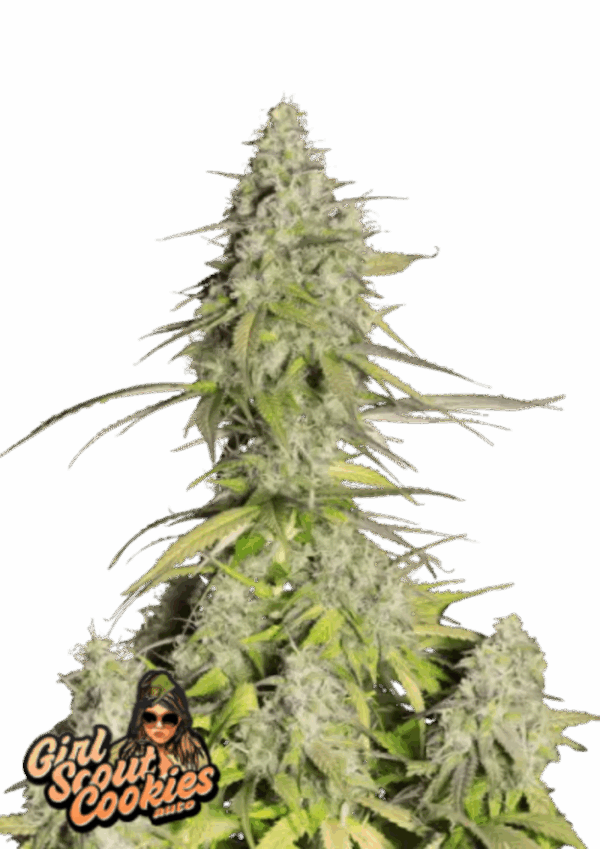 Fast Buds Cannabis Seeds Girl Scout Cookies Auto 100 db