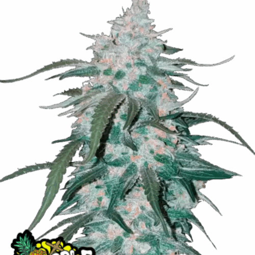 Fast Buds Cannabis Seeds Ananász Express Auto 100 db