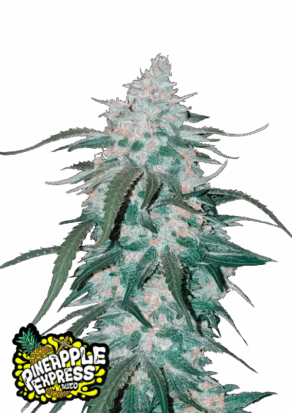 Fast Buds Cannabis Seeds Ananász Express Auto 100 db