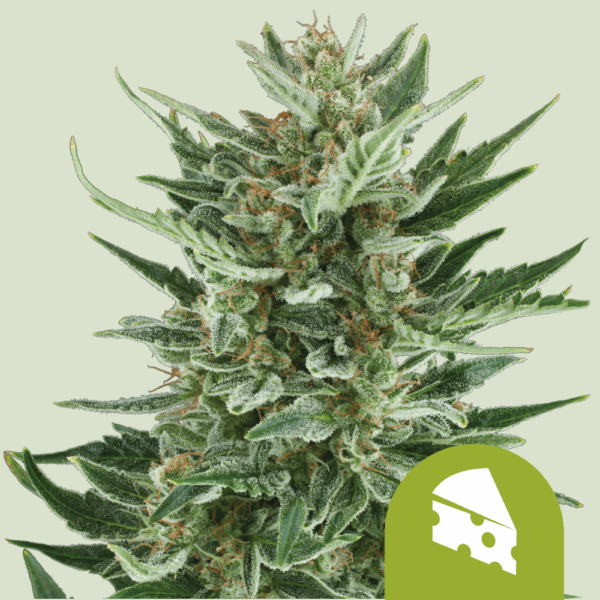 Royal Queen Seeds Cannabis Seeds Royal Cheese Auto 25 db