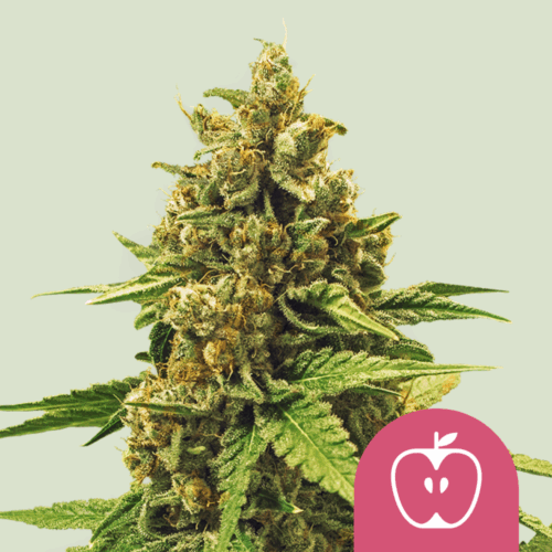 Royal Queen Seeds Cannabis Seeds Apple Fritter Feminized 25 db