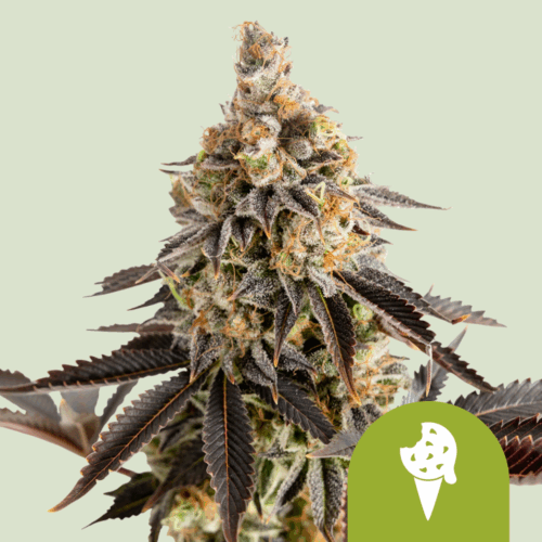 Royal Queen Seeds Cannabis Seeds Cookies Gelato Auto 25 db