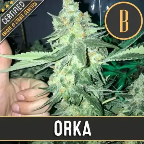 Blimburn Seeds Cannabis Seeds Orka Nőiesített 3 pár