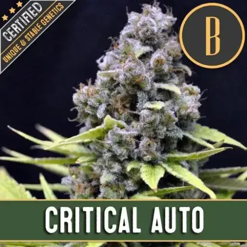 Blimburn Seeds Cannabis Seeds Critical Auto 3 pár