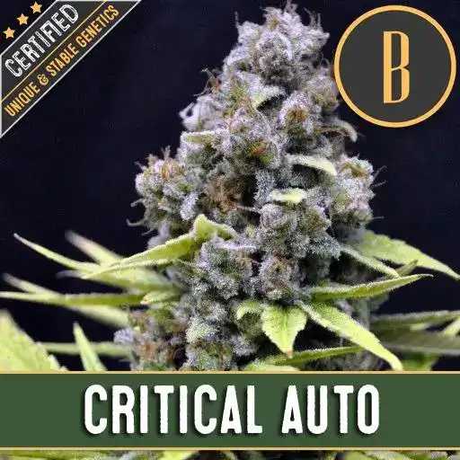 Blimburn Seeds Cannabis Seeds Critical Auto 3 pár