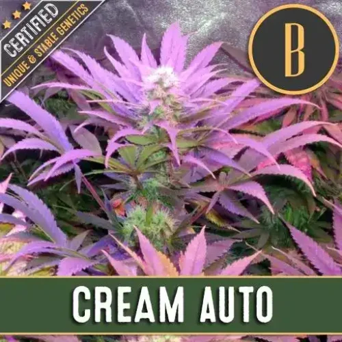 Blimburn Seeds Cannabis Seeds Cream Auto 3 pár