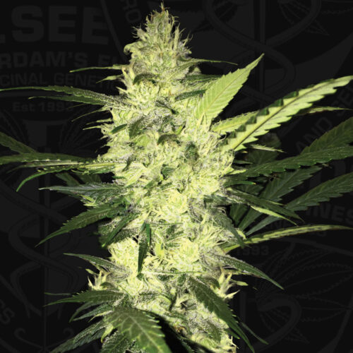 T.H.Seeds™ Cannabis Seeds La SAGE™