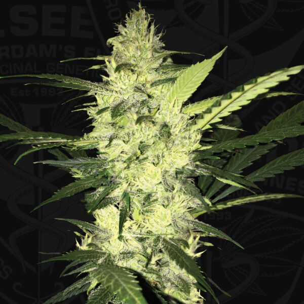 T.H.Seeds™ Cannabis Seeds La SAGE™