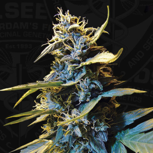 T.H.Seeds™ Cannabis Seeds Auto Northern HOG™