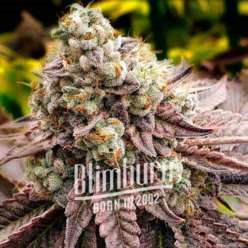 Blimburn Seeds Cannabis Seeds Motor Breath Nőiesített 100 db