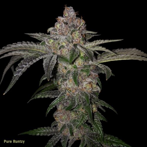 T.H.Seeds™ Cannabis Seeds Pure Runtzy