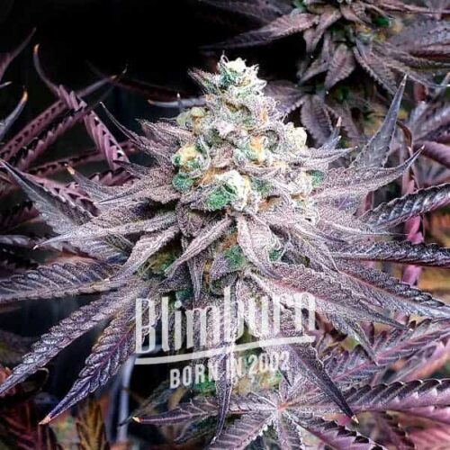 Blimburn Seeds Cannabis Seeds Mogyoróvaj Breath Feminizált 100 db