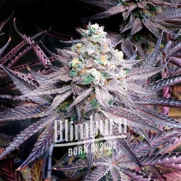 Blimburn Seeds Cannabis Seeds Mogyoróvaj Breath Feminizált 100 db