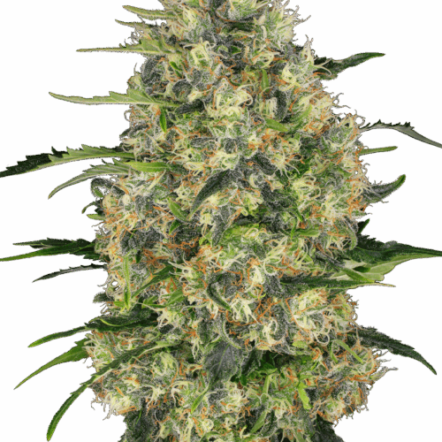 Sensi Seeds Cannabis Seeds Black Domina® Regular